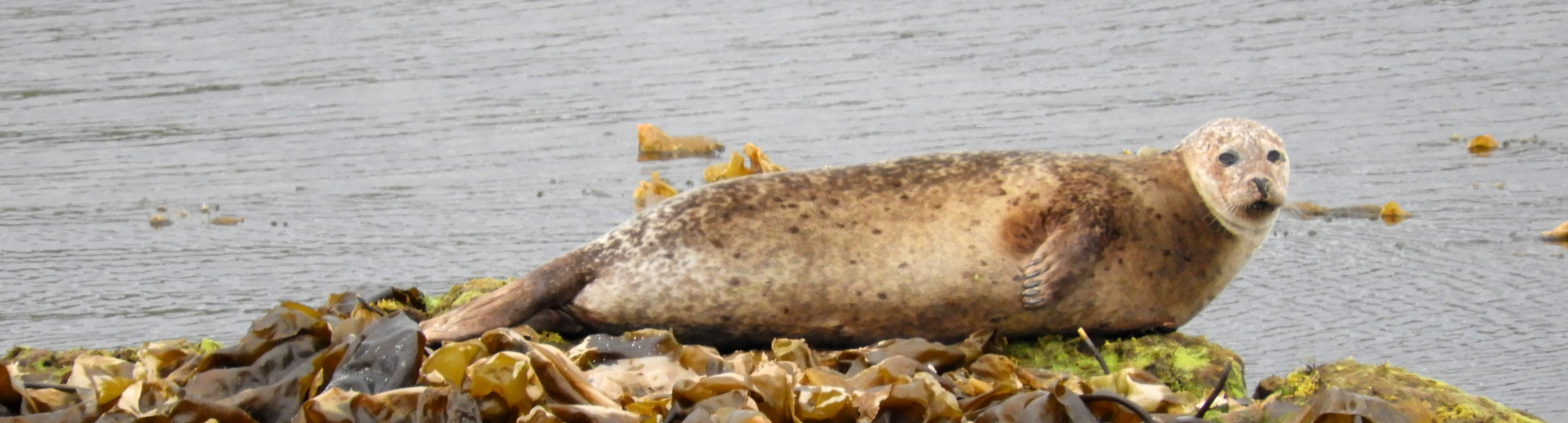 Finsbay, la lune et les phoques