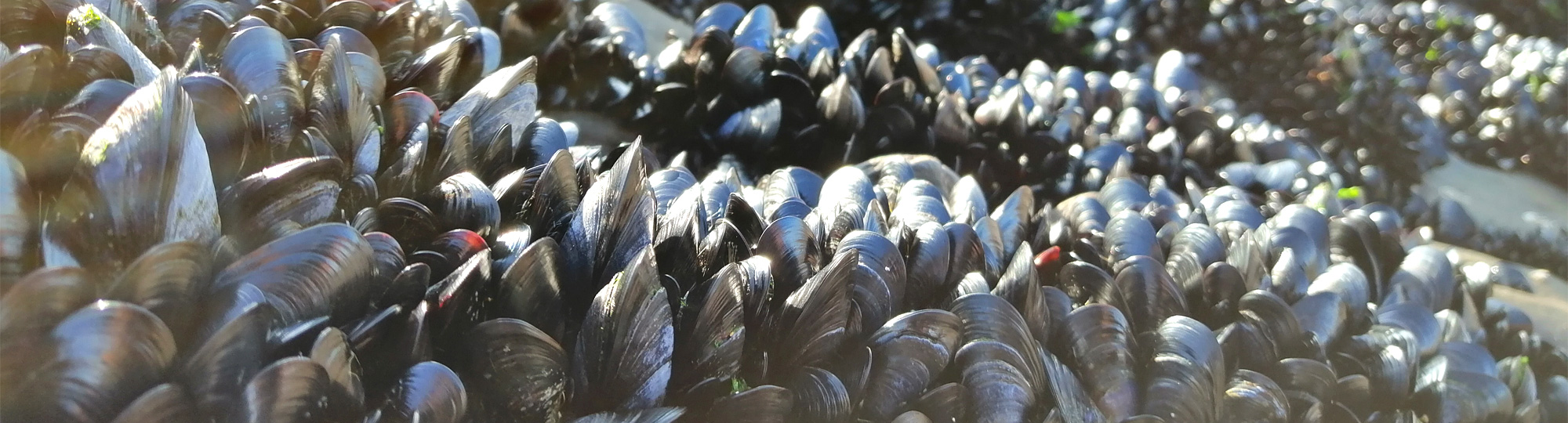 Skellig et la pêche aux moules