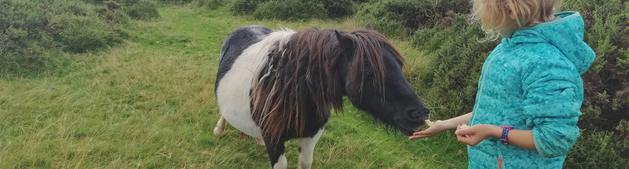 Les poneys de Black Mountain