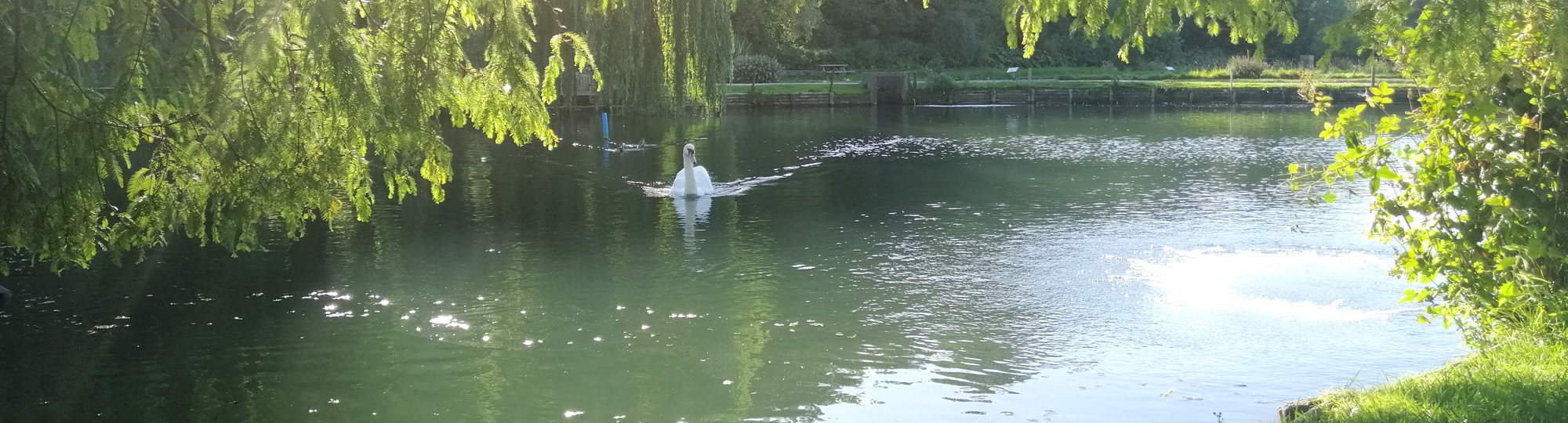 Les grosses truites de Bibury