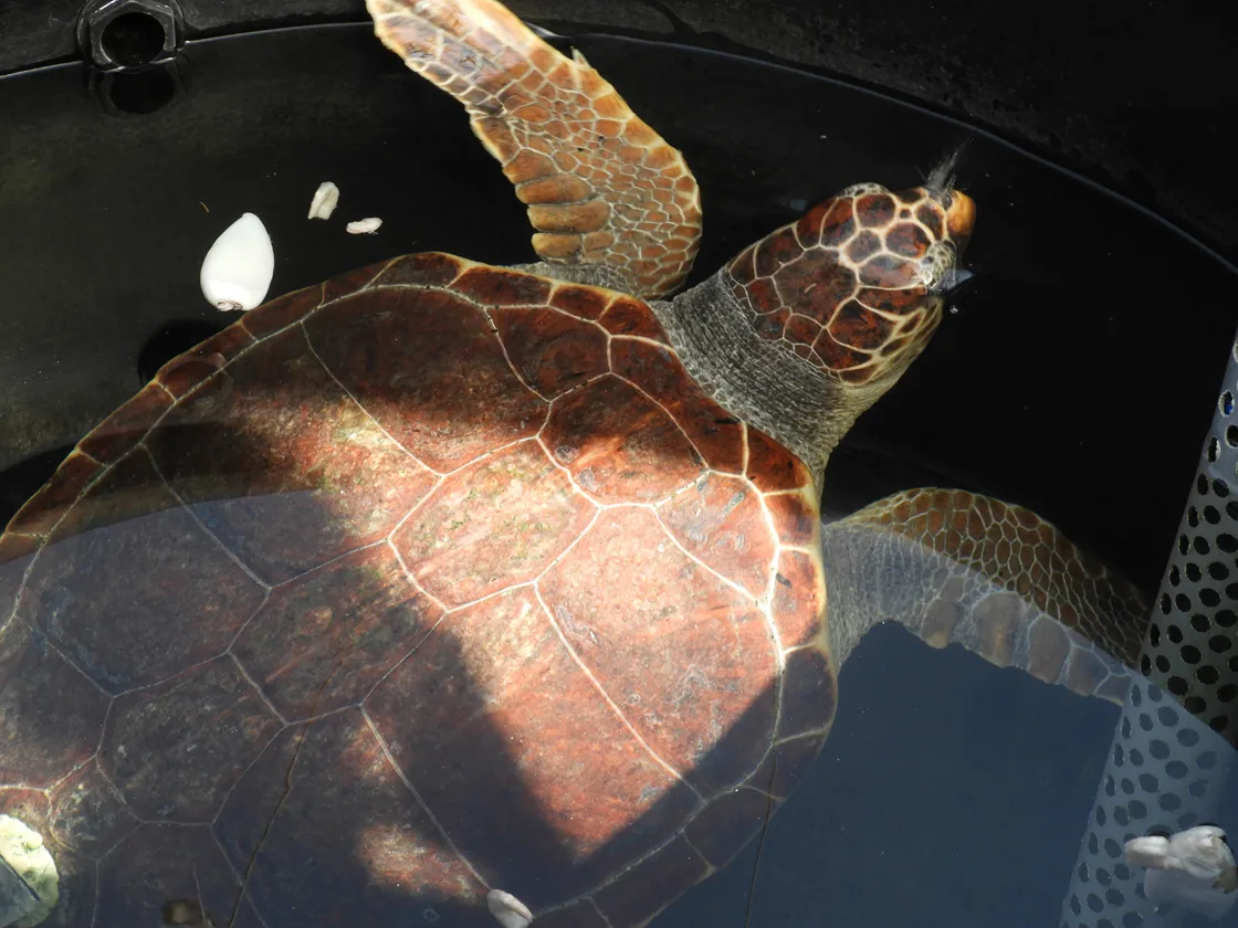 Tortue centre Archelon, Athènes