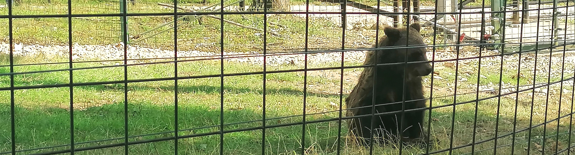 Les histoires des ours de Roumanie