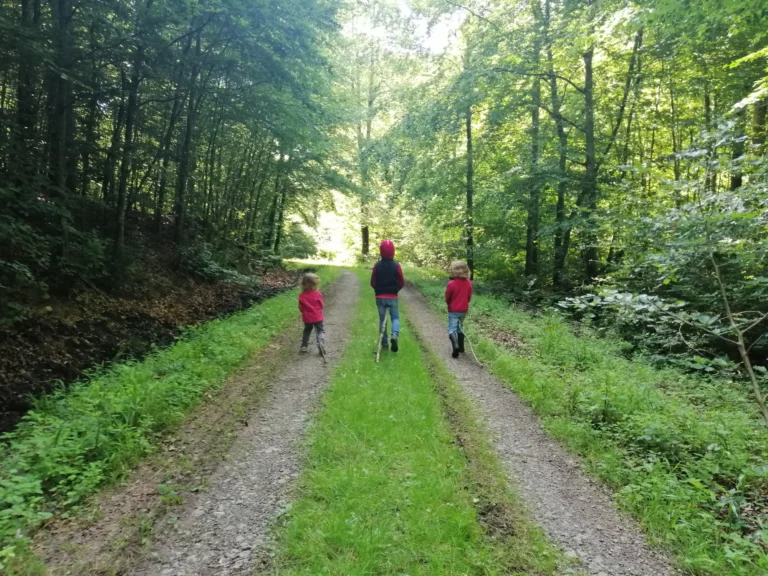 Forêt de St-Hubert