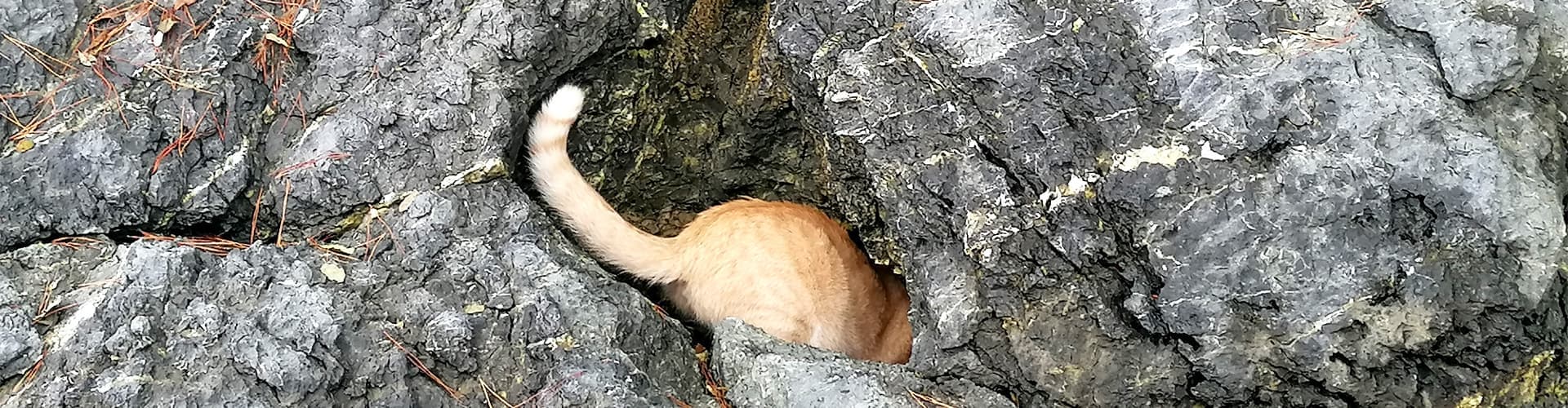 Le chat-sseur de crabes d’Urdaibai