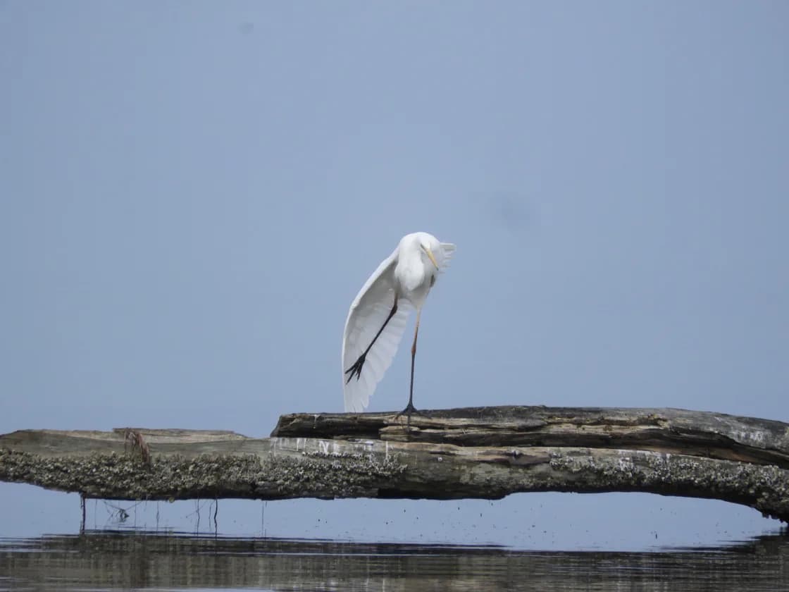 Koronisia, l’île aux oiseaux