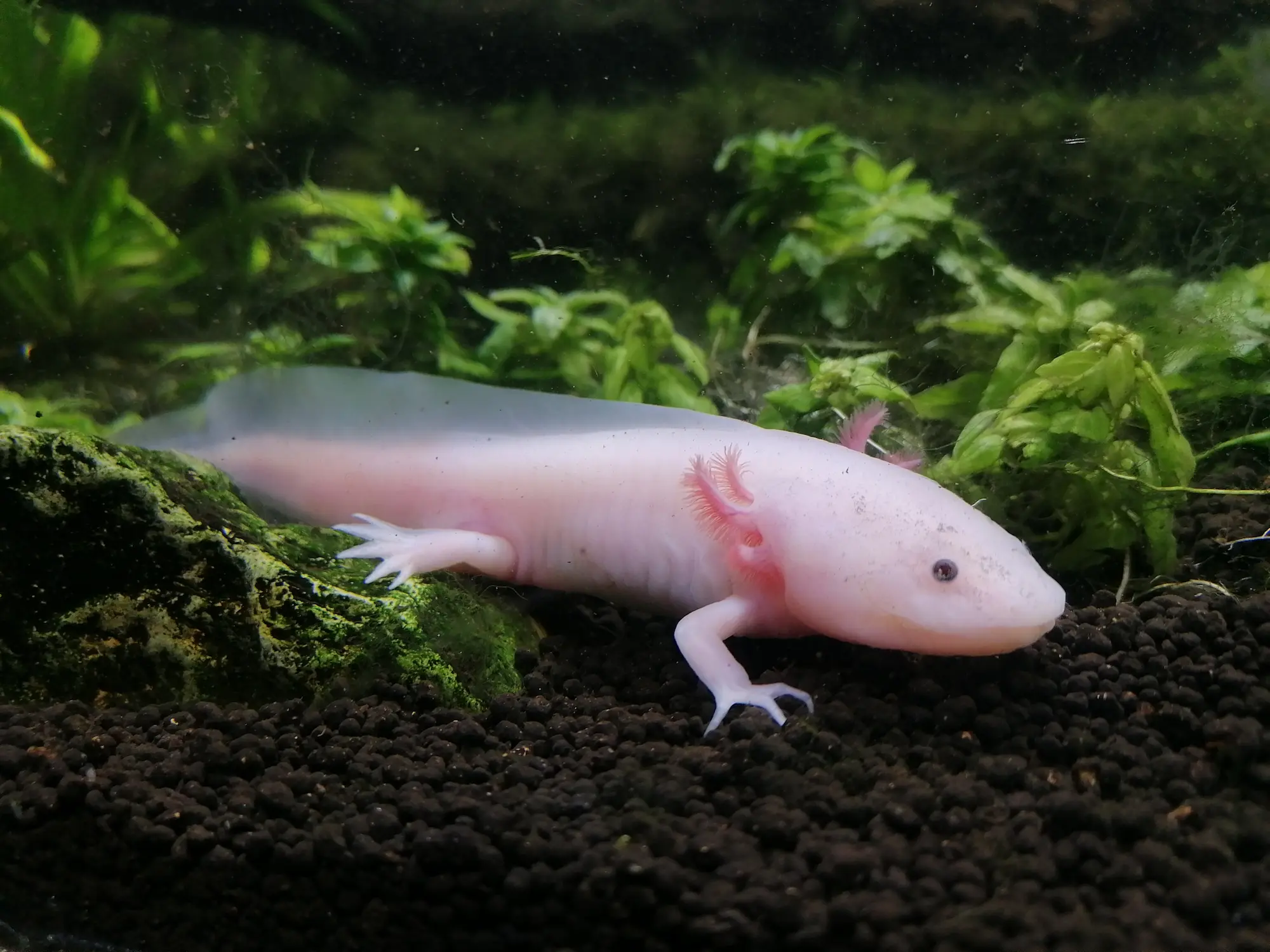 Les poissons rigolos de Gijón